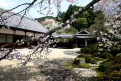 60弘川寺の桜