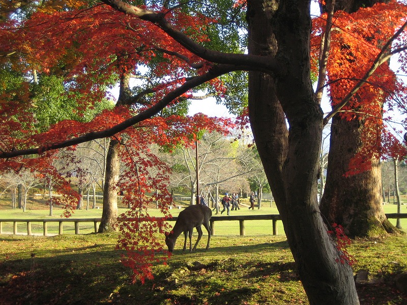 春日野に 紅葉も散るや 鹿の声 さん太の日記 一日一句