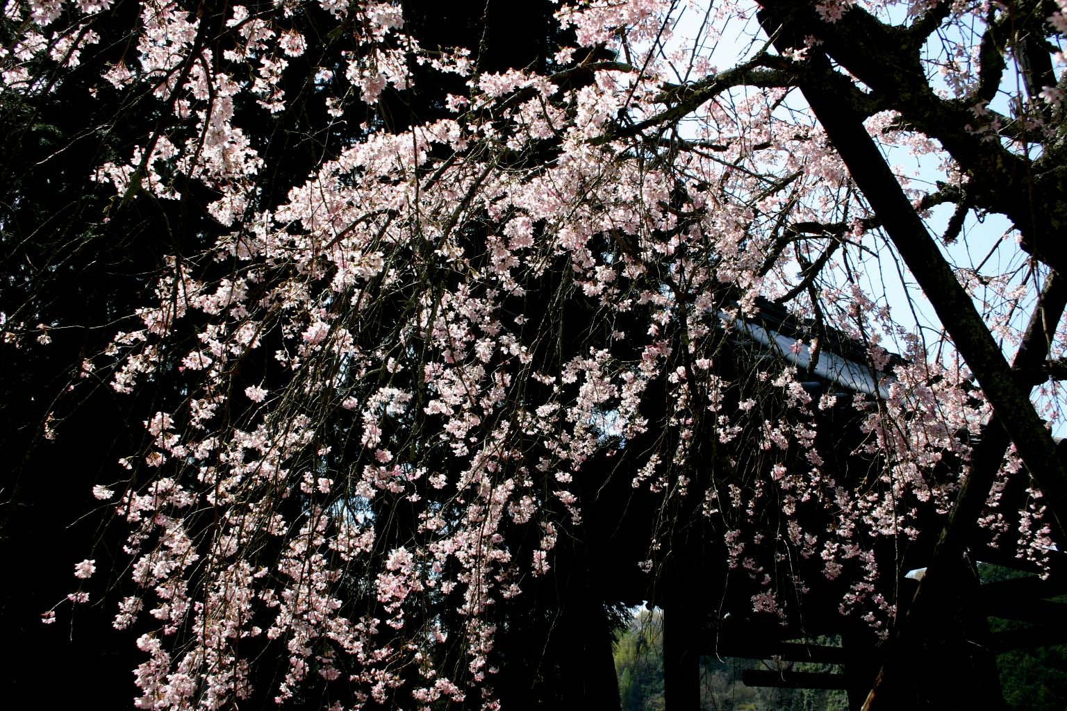 61弘川寺の枝垂桜