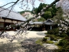 60弘川寺の桜